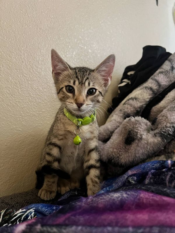 Pretty Girl