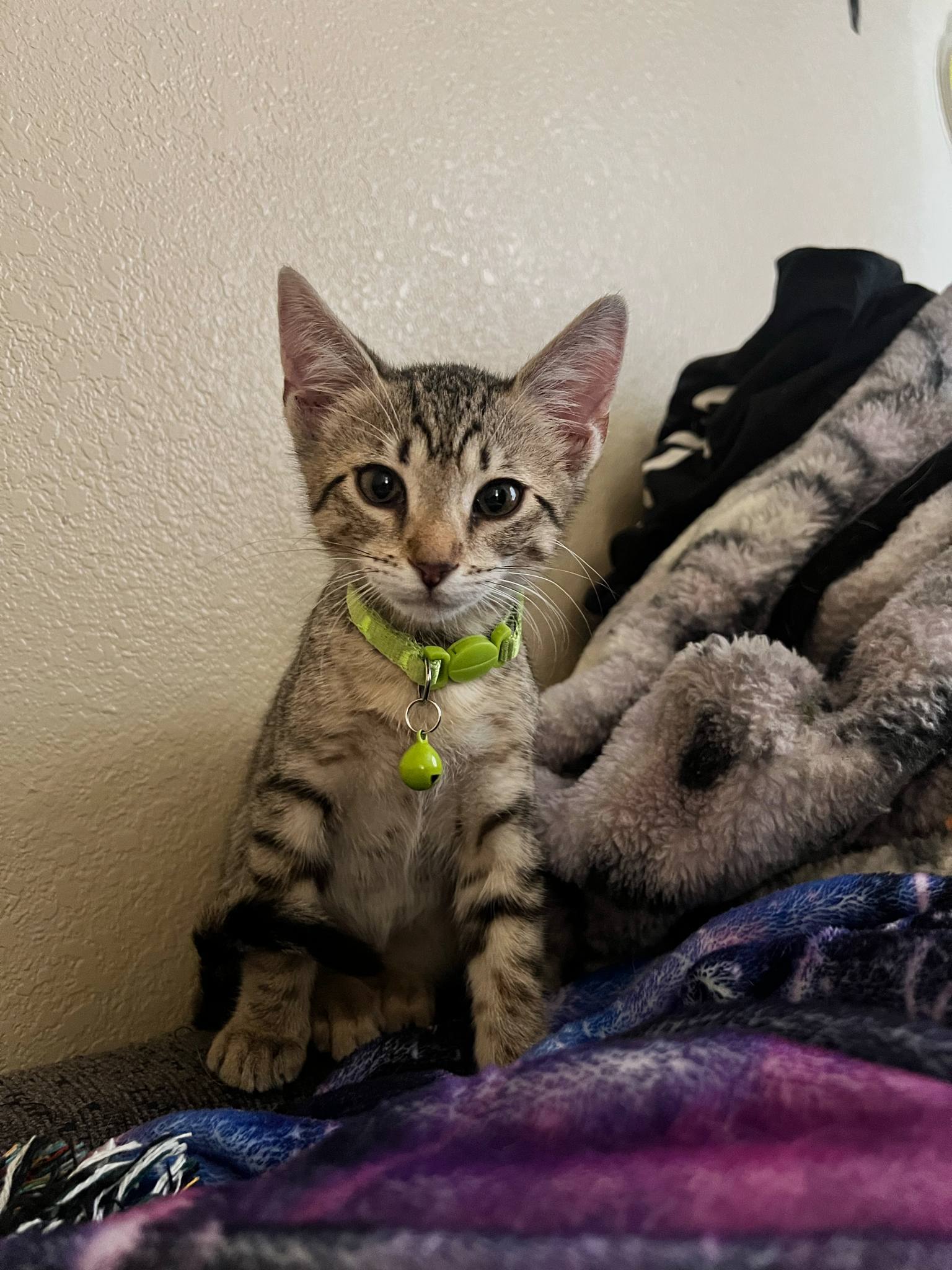 Pretty Girl
