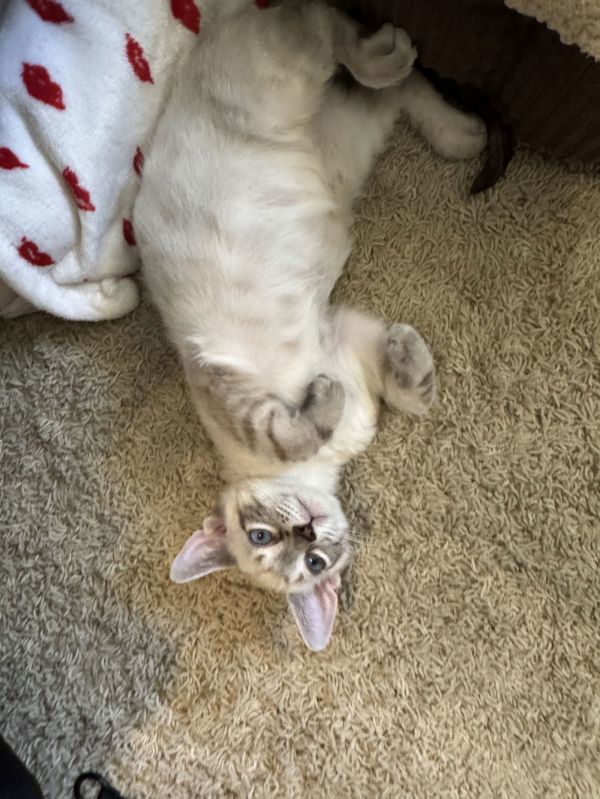 Milo
