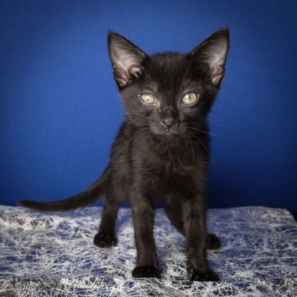 Nyx