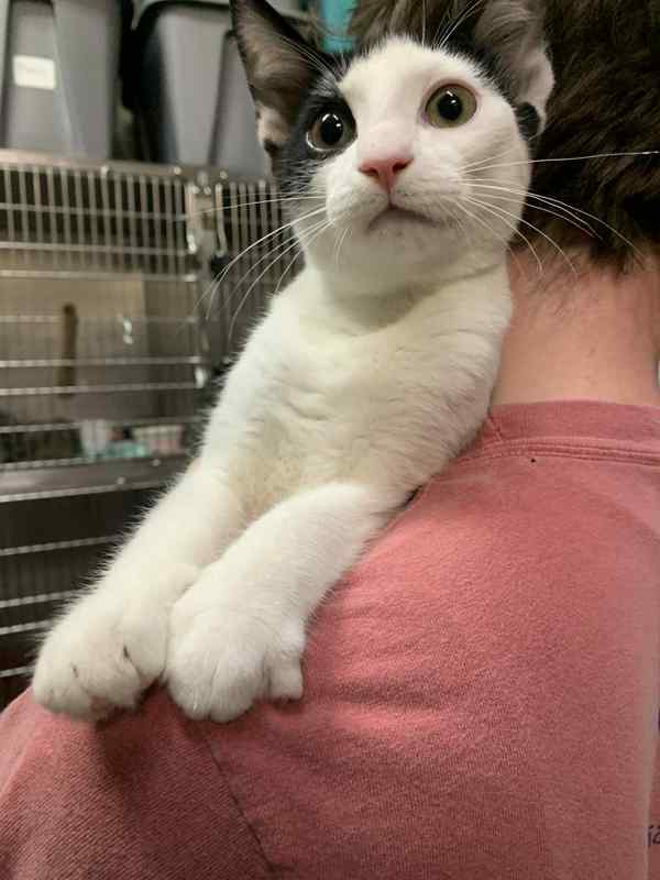 Colby Claw