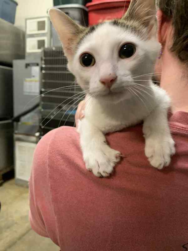 Pawsta