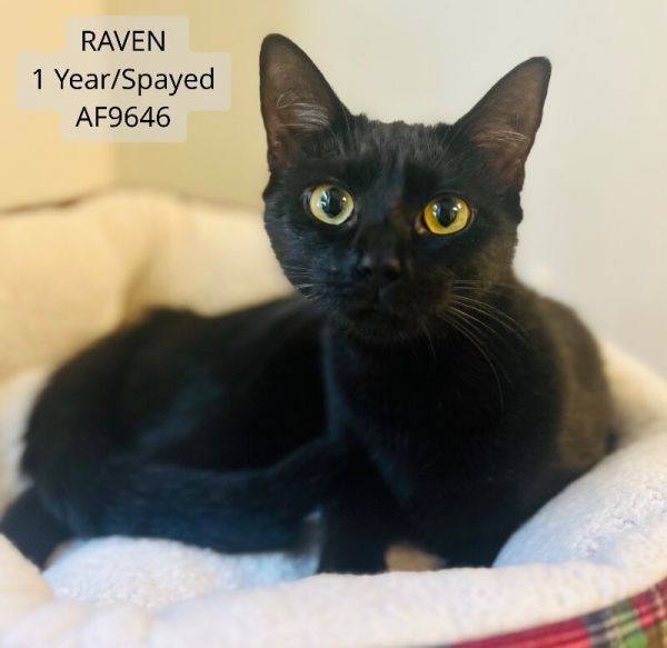 Raven