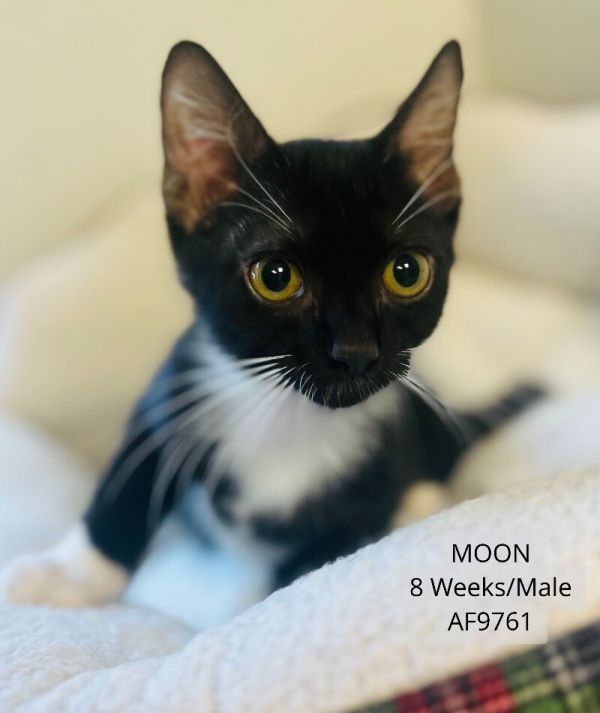 Moon