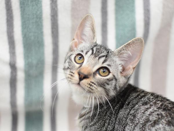 Artemis
