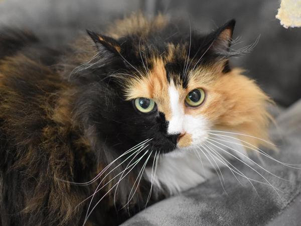 Firestar