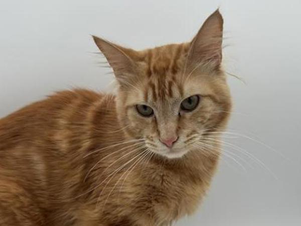 Marmalade