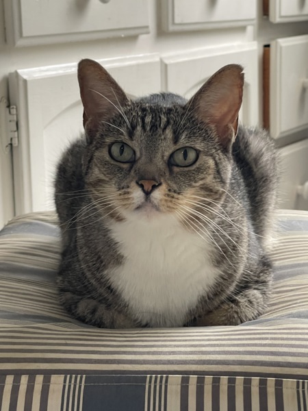Mittens