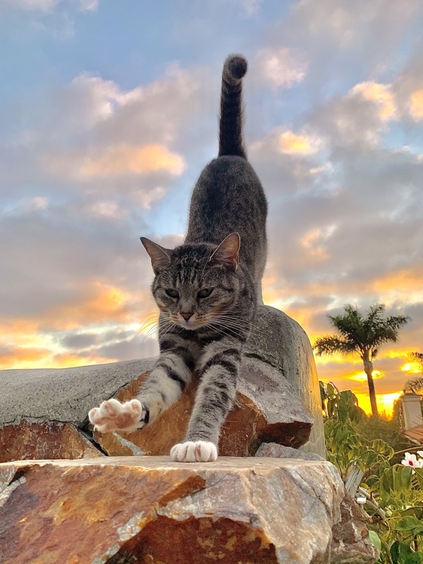 Mittens