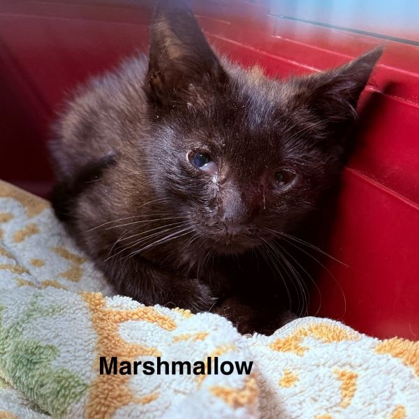Marshmallow