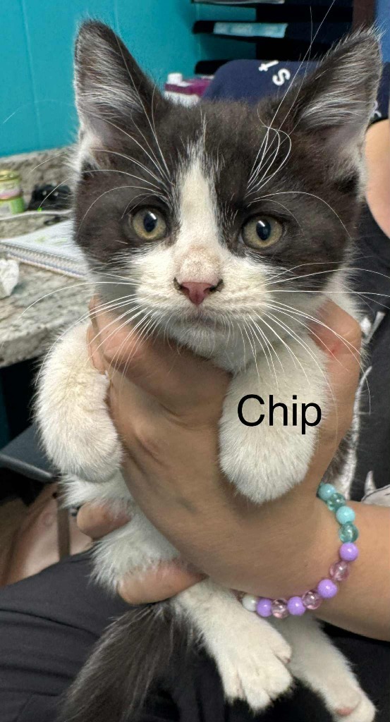 Chip