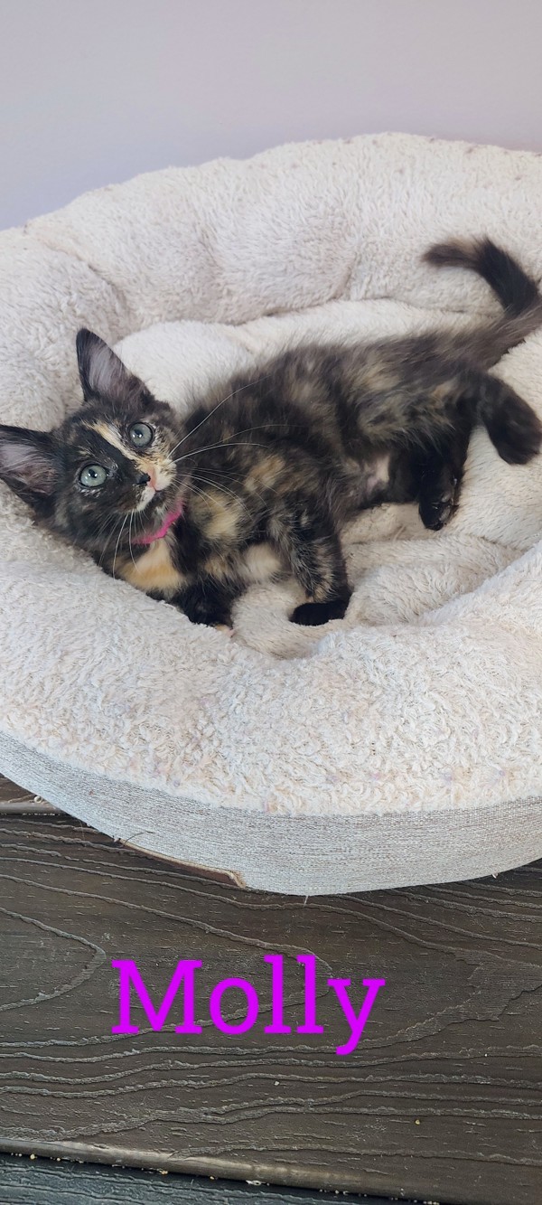Molly