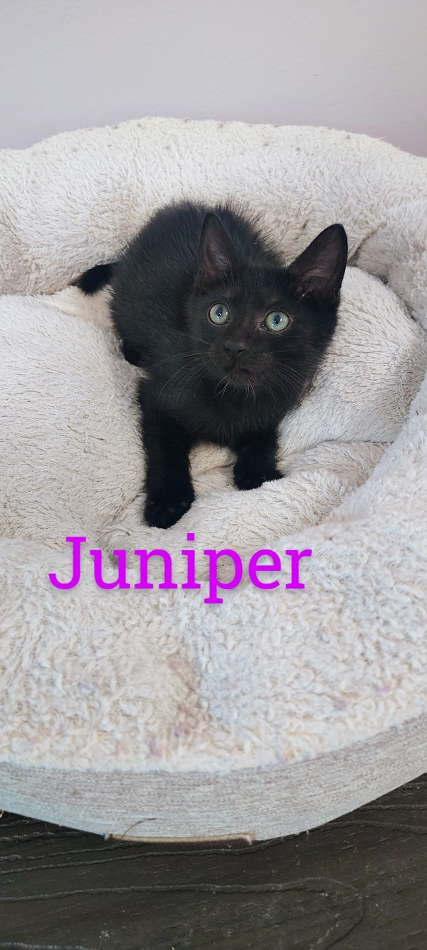 Juniper