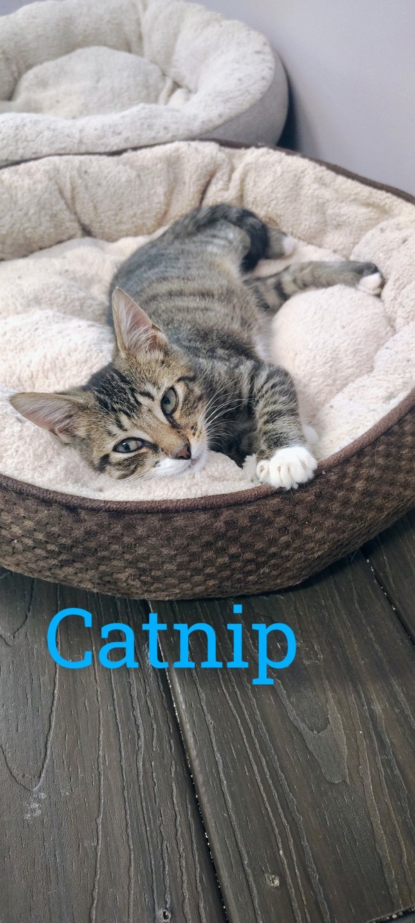 Catnip