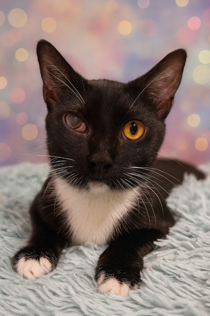 Chess, an adoptable Domestic Short Hair in Corpus Christi, TX, 78415 | Photo Image 1