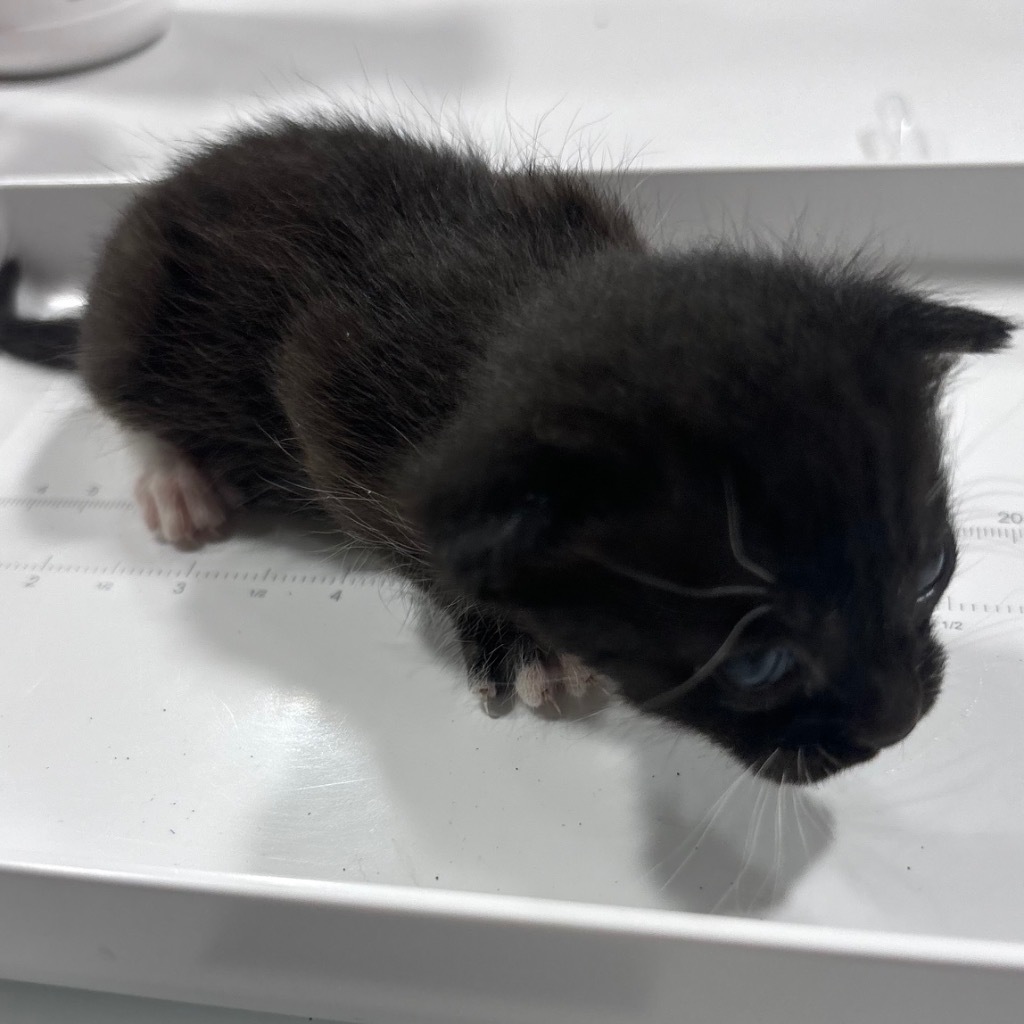 Chess, an adoptable Domestic Short Hair in Corpus Christi, TX, 78415 | Photo Image 2