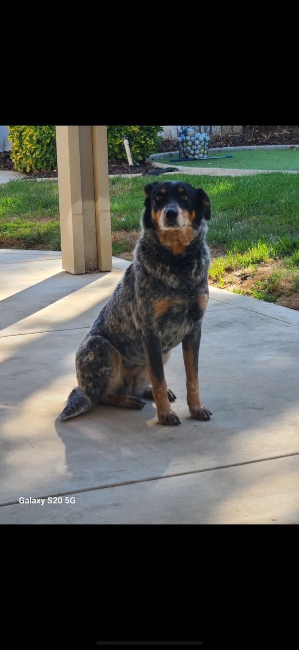 Shellie
