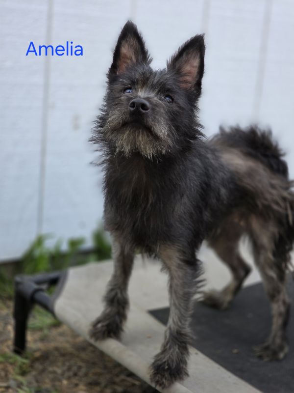 Amelia