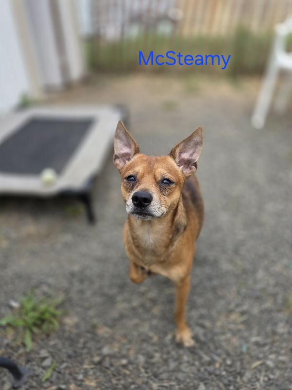 McSteamy