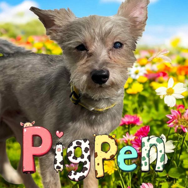 Pigpen