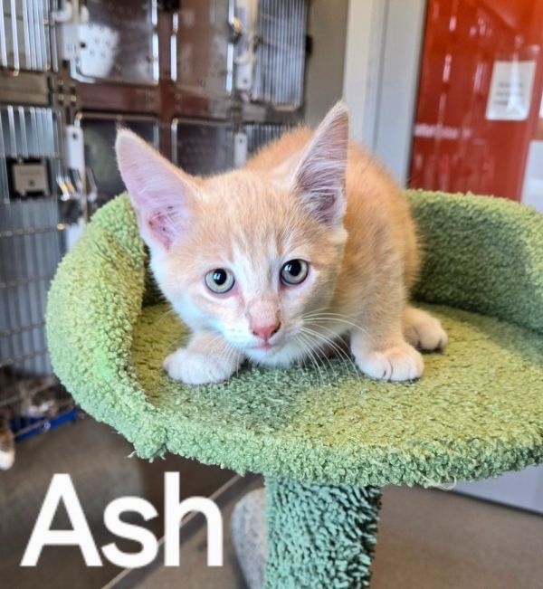 Ash