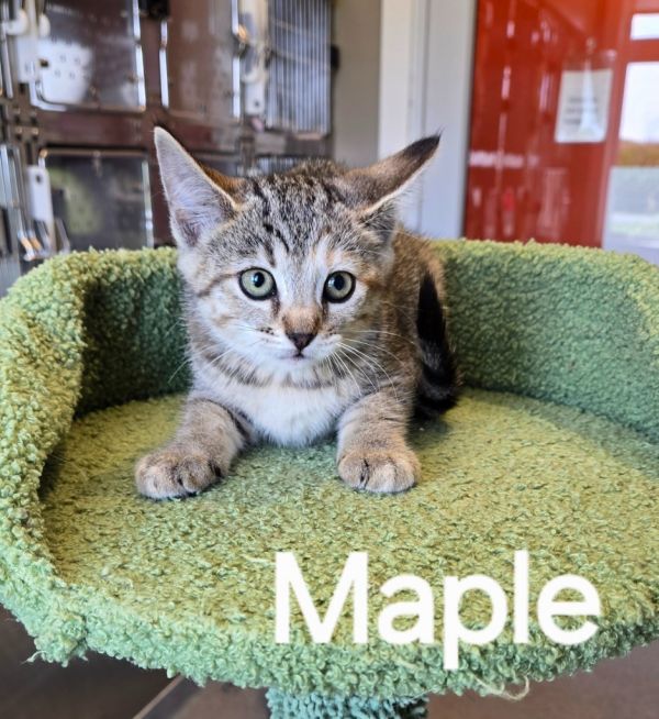 Maple