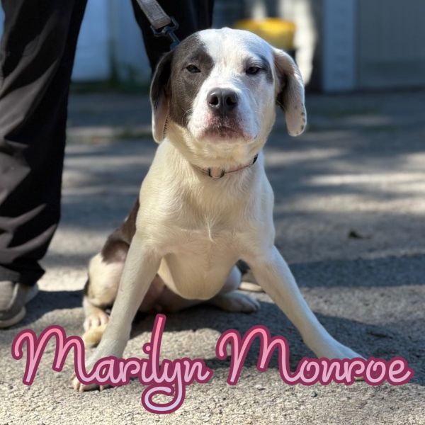 Marilyn Monro