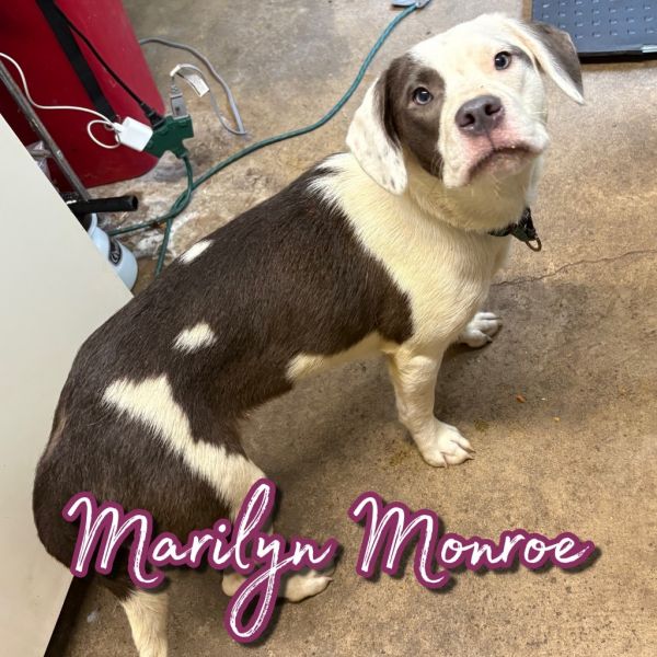 Marilyn Monroe thumbnail 2