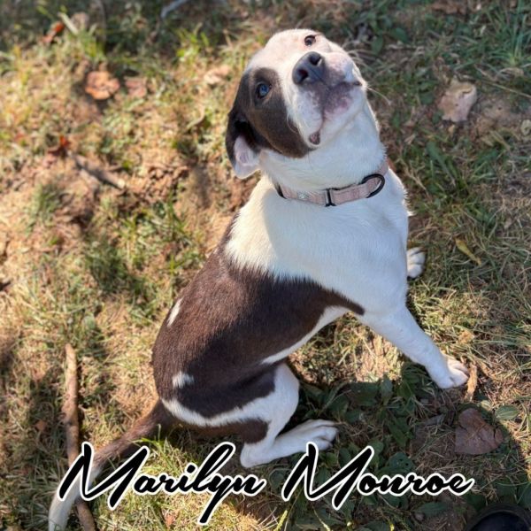 Marilyn Monroe thumbnail 4