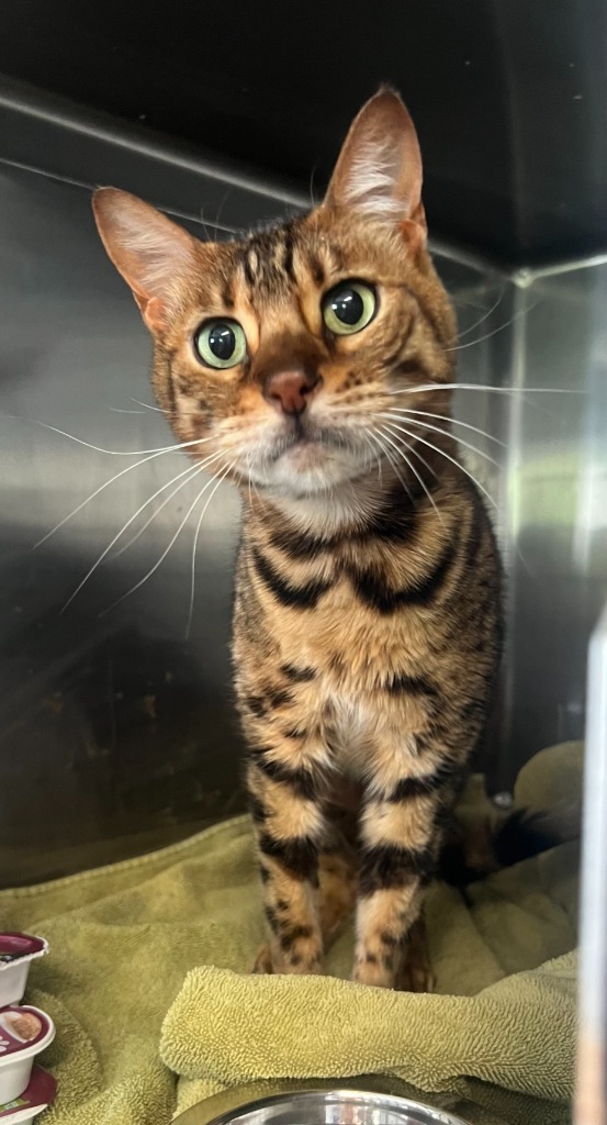 Rosie the Bengal