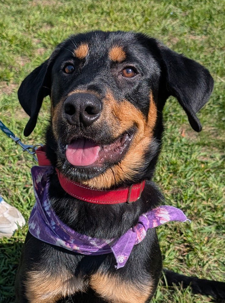 Cooper