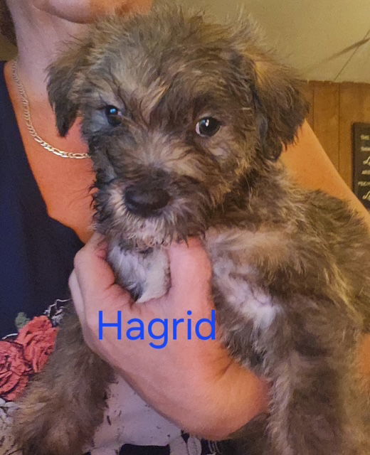 Hagrid