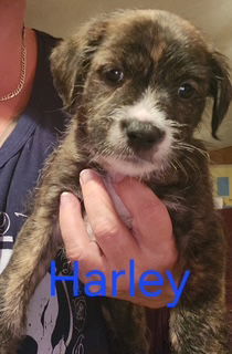 Havanese, Havenese