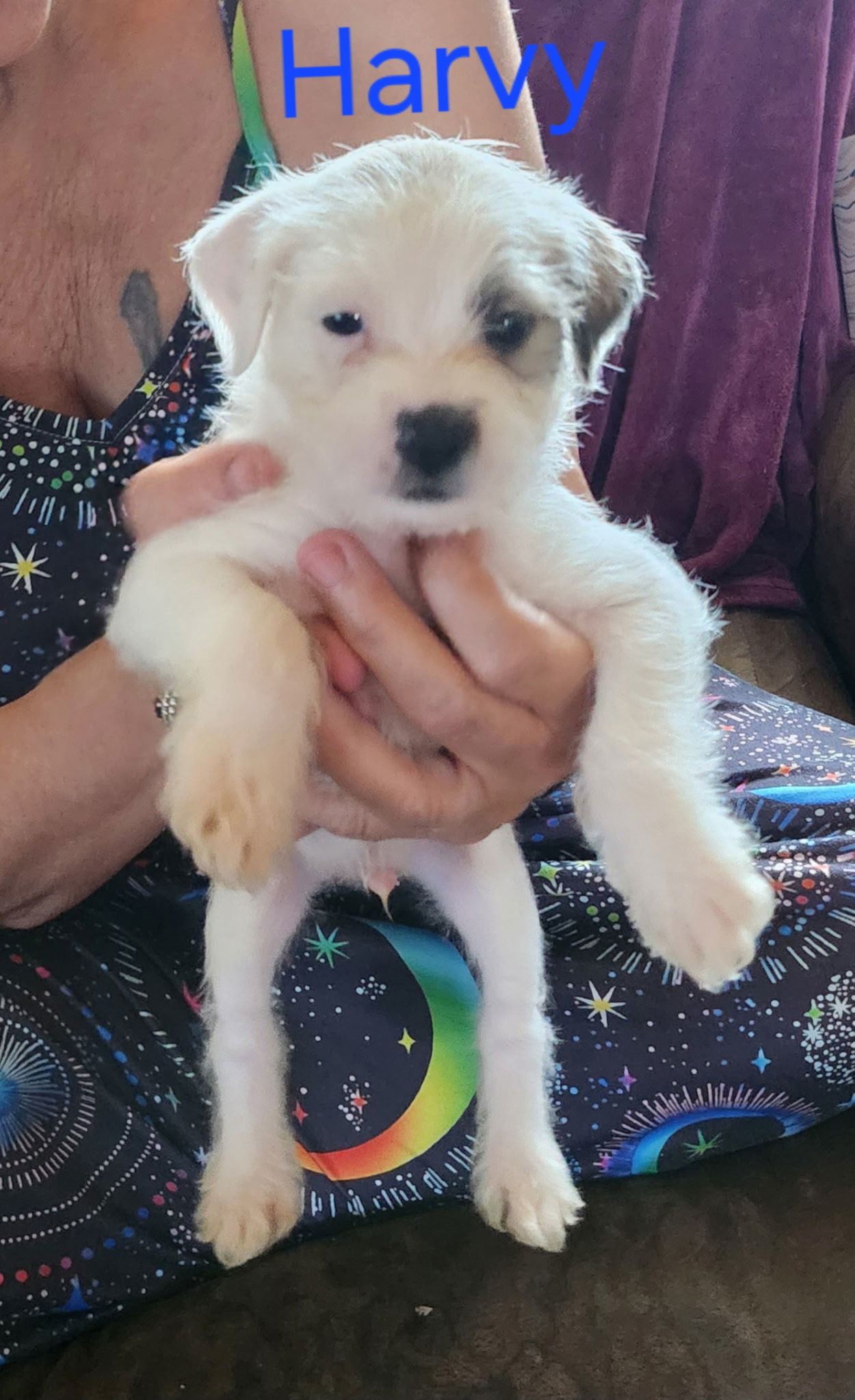 Havanese, Havenese