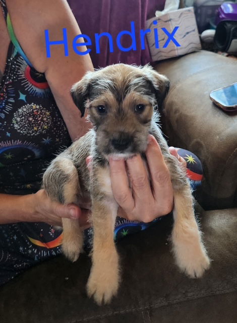 Havanese, Havenese