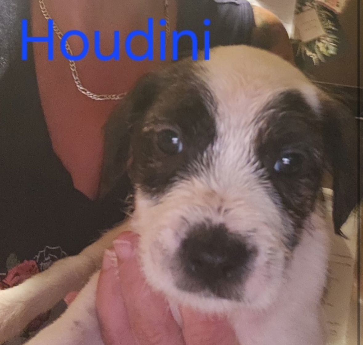 Houdini