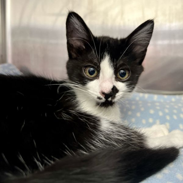 Meeka (bonded w/ Zilka)