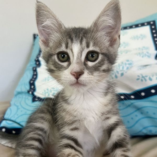 Pansy (bonded w/ Kirby)