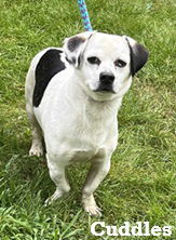 Cuddles, an adoptable Pekingese, Chihuahua in Elkins, WV, 26241 | Photo Image 1