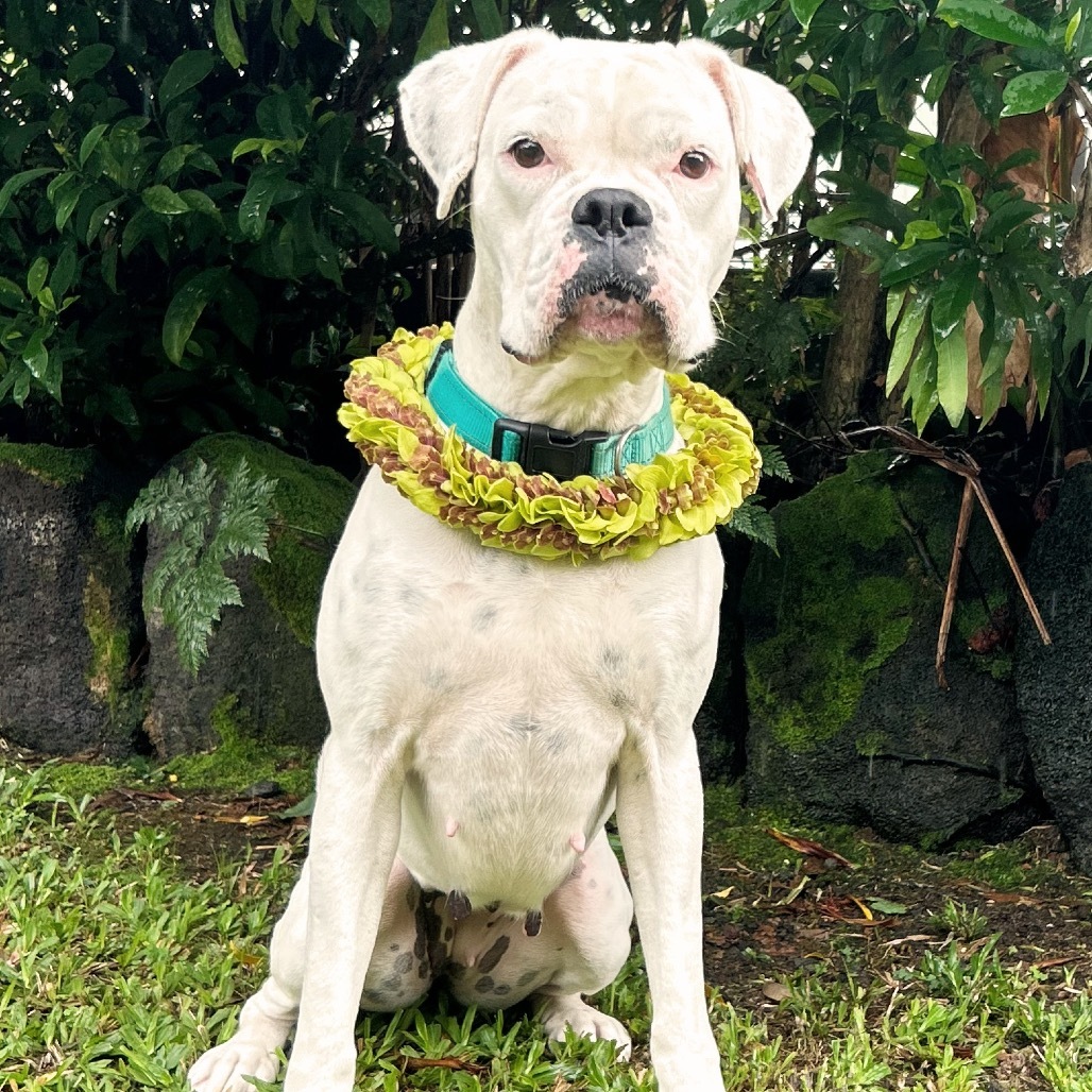 Lady, an adoptable Boxer in Keaau, HI, 96749 | Photo Image 1