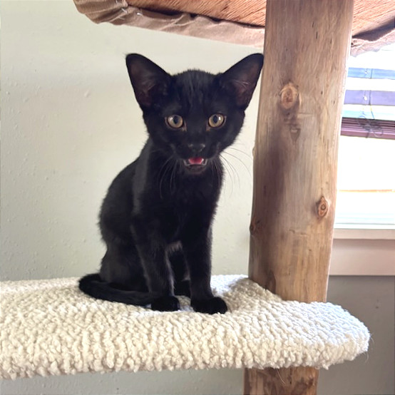 Peanut Butter, an adoptable Domestic Short Hair in Hailey, ID, 83333 | Photo Image 1