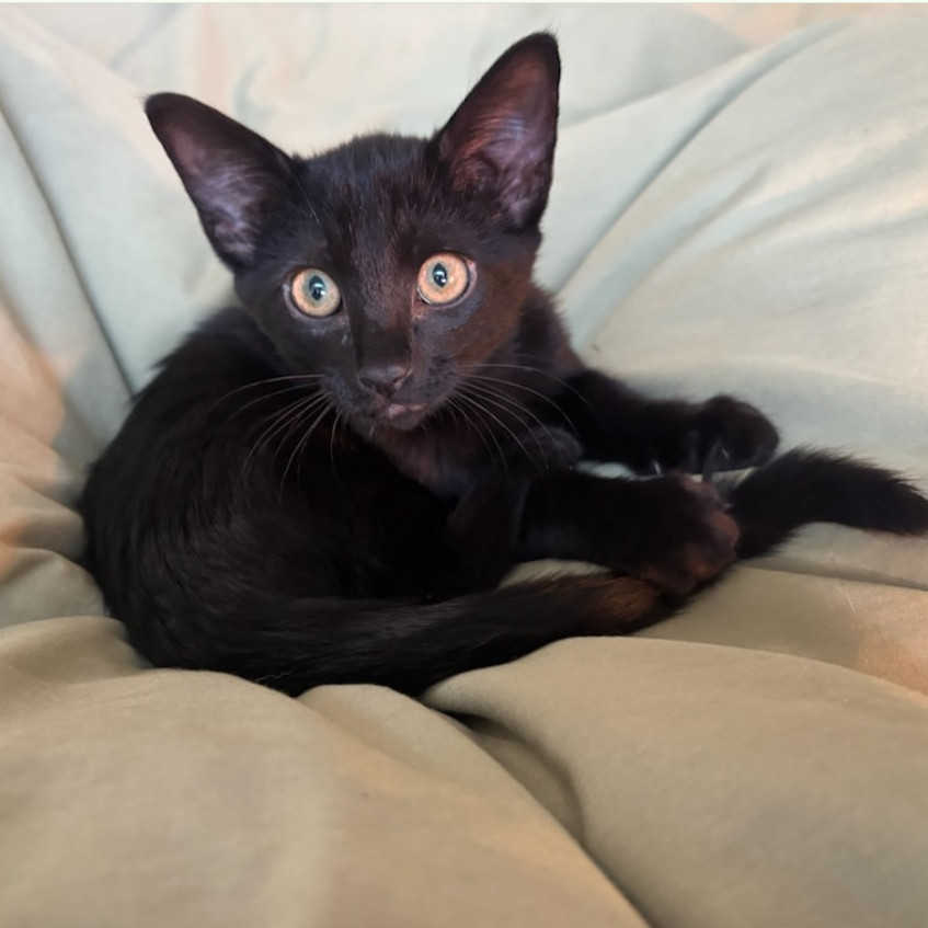 Peanut Butter, an adoptable Domestic Short Hair in Hailey, ID, 83333 | Photo Image 2