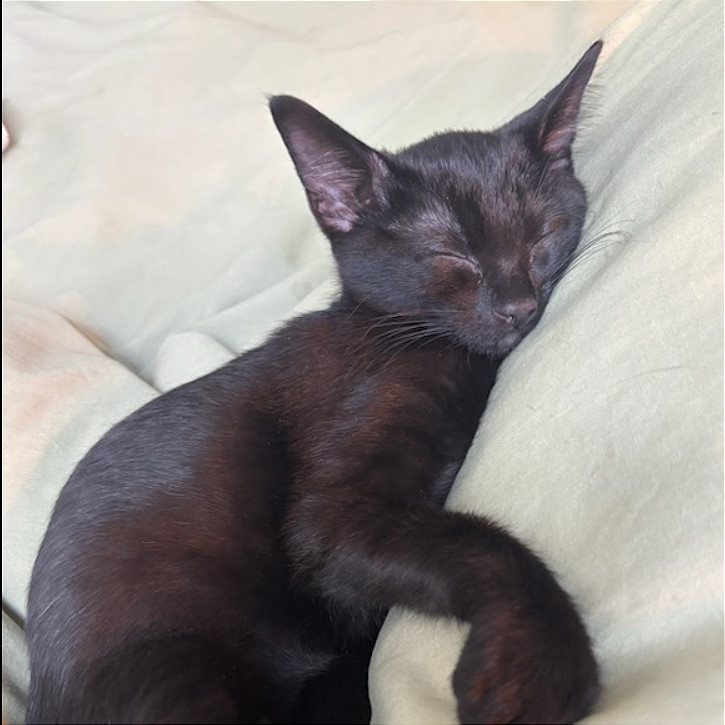 Peanut Butter, an adoptable Domestic Short Hair in Hailey, ID, 83333 | Photo Image 3
