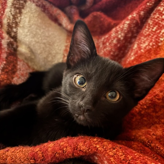 Peanut Butter, an adoptable Domestic Short Hair in Hailey, ID, 83333 | Photo Image 4