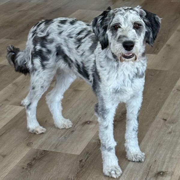 Axel