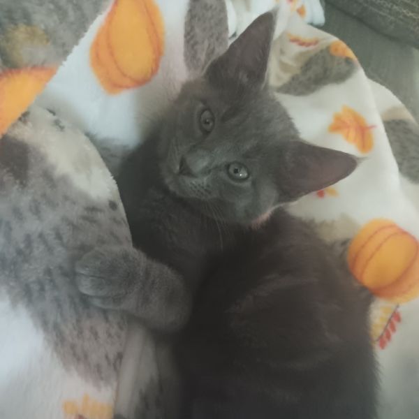 Monte--In Foster