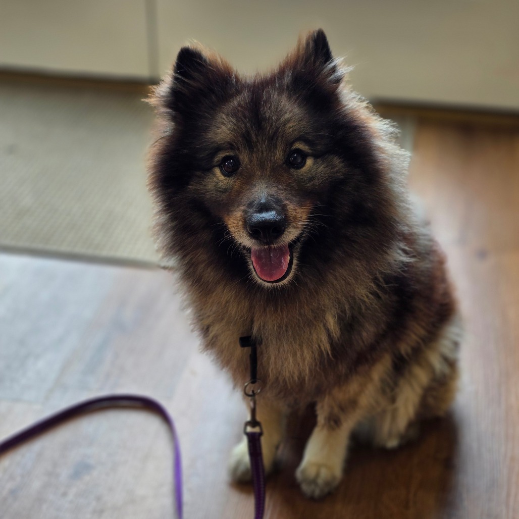 Lady, an adoptable Keeshond in Easton, PA, 18042 | Photo Image 1