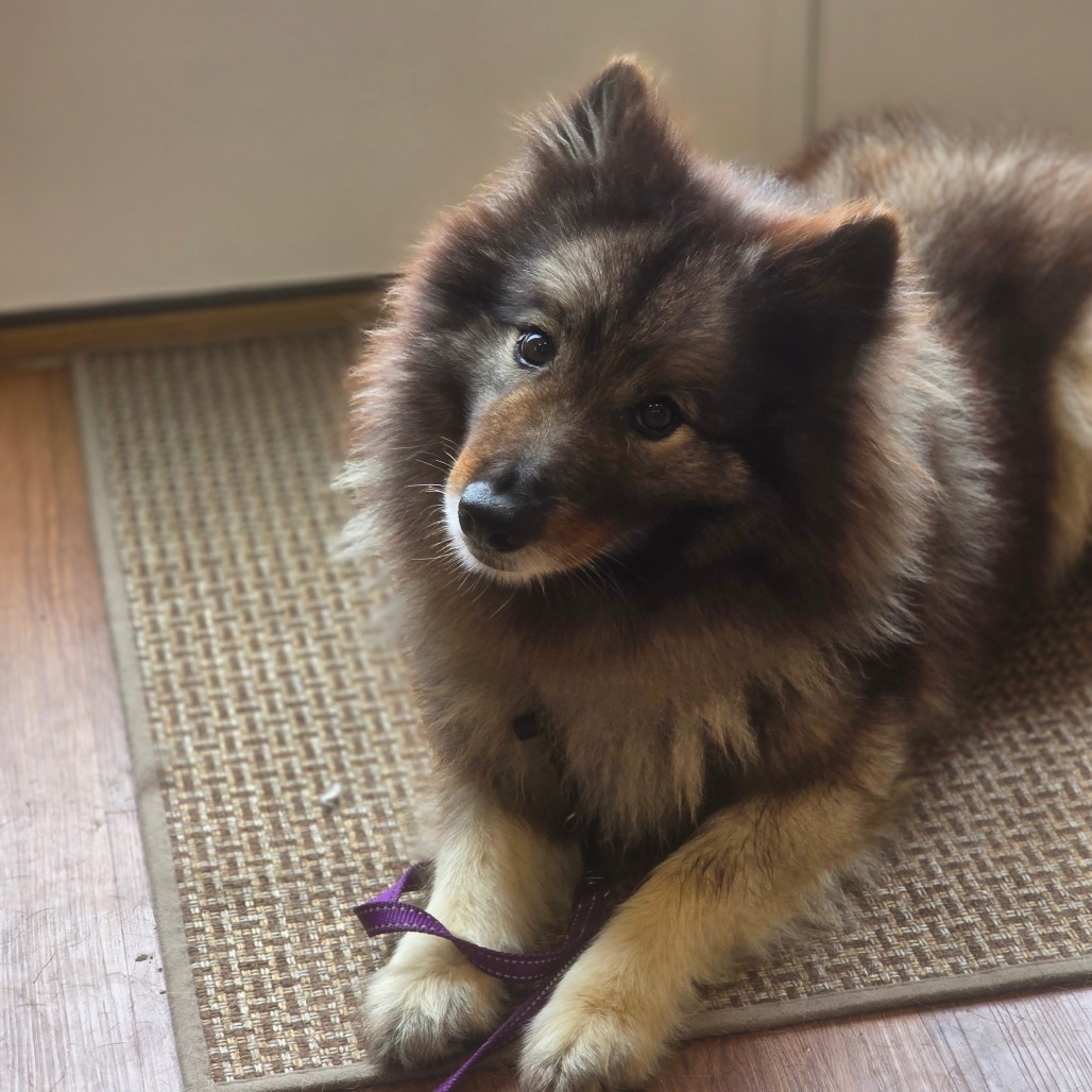 Lady, an adoptable Keeshond in Easton, PA, 18042 | Photo Image 2