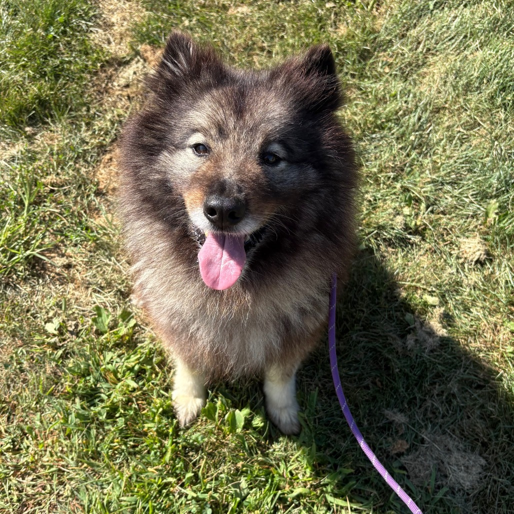 Lady, an adoptable Keeshond in Easton, PA, 18042 | Photo Image 3