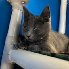 Oliver